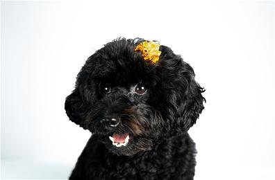 群星荟萃！《光与影：33号远征队》角色和配音演员揭秘